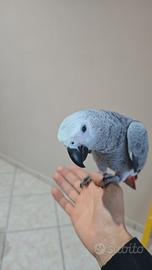 Cenerino piú gabbia