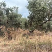 Terreno con Uliveto a Formello - 2,7 Ettari