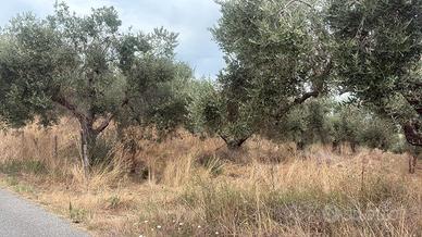 Terreno con Uliveto a Formello - 2,7 Ettari