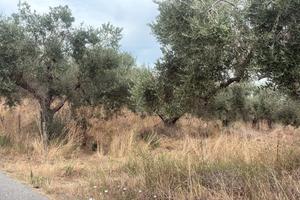 Terreno con Uliveto a Formello - 2,7 Ettari