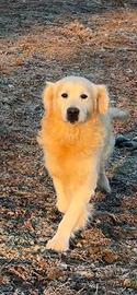Golden retrive