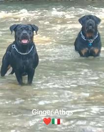  cuccioli di rottweiler 