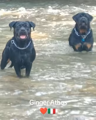  cuccioli di rottweiler 