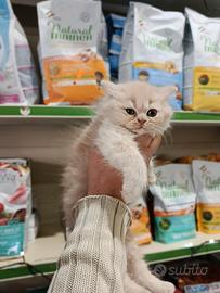 Cuccioli di gattini persiani normotipico