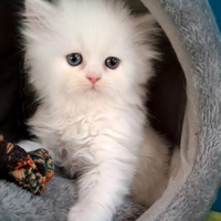 Scottish Straight Total White