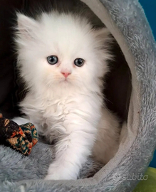 Scottish Straight Total White