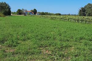 Terreno agricolo
