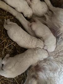 Cuccioli pastore maremmano