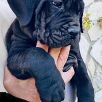 Mastino/Corso/Presa Canario