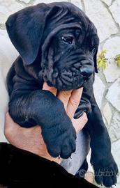 Mastino/Corso/Presa Canario