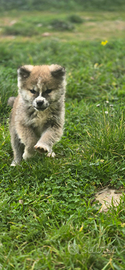 Akita inu cuccioli