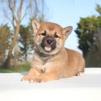 Cucciola di Shiba