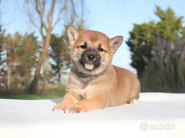 Cucciola di Shiba