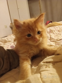 Maine coon ultimo maschio