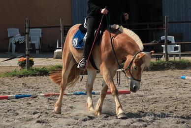 Haflinger castrone 3 anni