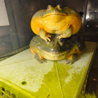 Rane toro africane speciali