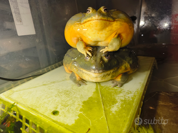 Rane toro africane speciali