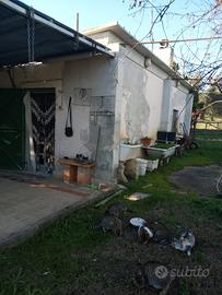 Terreno con Fabbricati e Uliveto