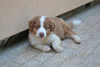 Cuccioli di Pastore Australiano
