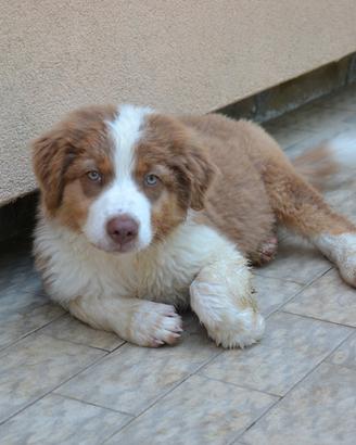 Cuccioli di Pastore Australiano