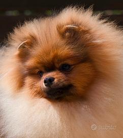 Pomerania