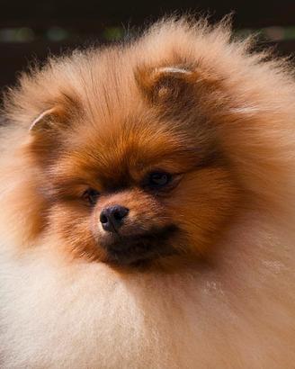 Pomerania