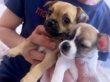 Chihuahua