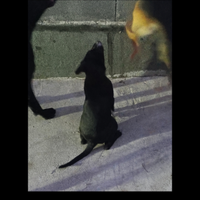 Cuccioli di corso non originali