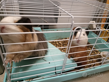 2 porcellini d'india