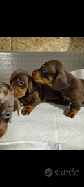 Cuccioli di bassotto con pedigree ENCI