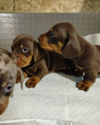 Cuccioli di bassotto con pedigree ENCI