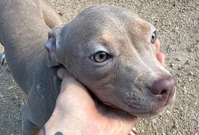 Pitbull