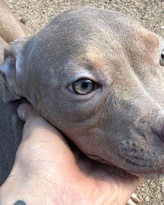 Pitbull