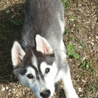 Ultimo cucciolo di siberian husky con pedigree enc