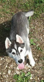 Ultimo cucciolo di siberian husky con pedigree enc