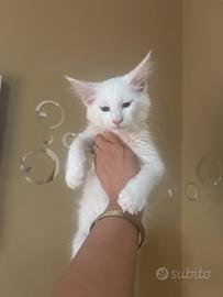 Cucciolo Maine coon bianco puro