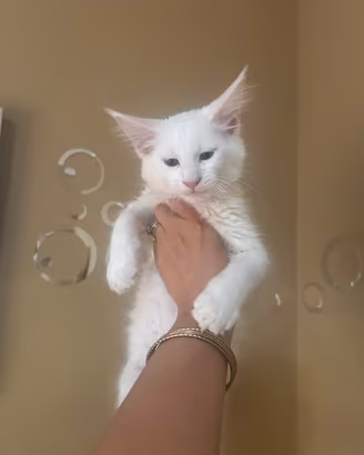 Cucciolo Maine coon bianco puro