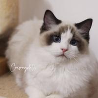 Ragdoll maschio Riproduzione