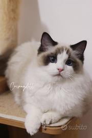 Ragdoll maschio Riproduzione