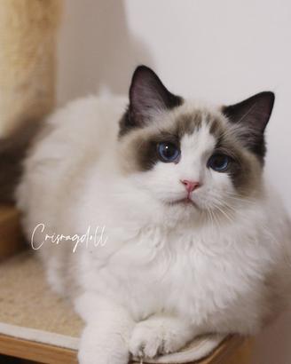 Ragdoll maschio Riproduzione