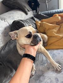 Bulldog francese