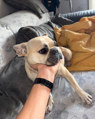 Bulldog francese