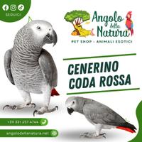 Pappagallo Cenerino coda rossa pet