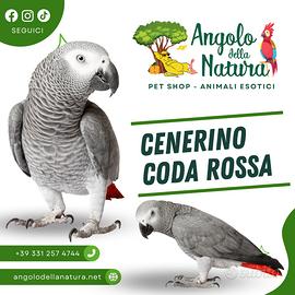 Pappagallo Cenerino coda rossa pet
