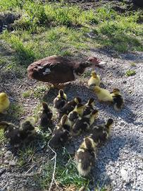 Pulcini di anatra muta