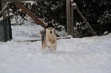 Siberian husky femmina