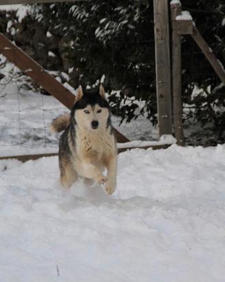 Siberian husky femmina