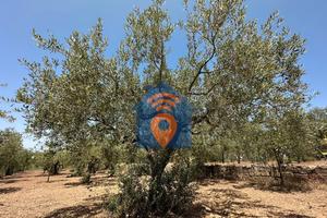 Castelvetrano Uliveto In Zona Via Tagliata