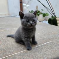 Cuccioli di British Shorthair con Pedigree ANFI