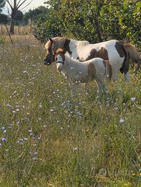 Pony con puledra